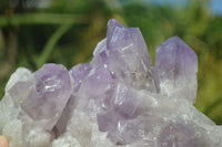 Natural Jacaranda Amethyst Clusters x 2 From Mumbwa, Zambia - TopRock