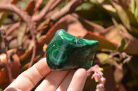 Polished Malachite Free Forms With Stunning Flower & Banding Patterns x 6 From Congo - TopRock