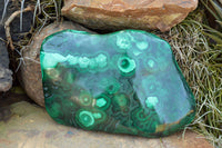 Polished Malachite Free Forms With Stunning Flower & Banding Patterns x 2 From Congo - TopRock