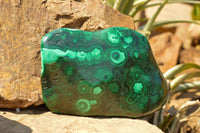 Polished Malachite Free Forms With Stunning Flower & Banding Patterns x 2 From Congo - TopRock