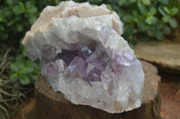 Natural Jacaranda Amethyst Cluster  x 1 From Zambia - Toprock Gemstones and Minerals 