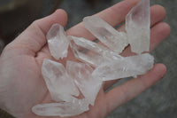 Natural Single Clear Quartz Crystals  x 1.8 Kg Lot From Mpika, Zambia - Toprock Gemstones and Minerals 