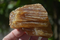 Natural Honey Aragonite Etched & Cobbed Pieces  x 12 From Namibia