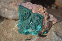 Natural Classic Emerald Dioptase Crystal Specimens  x 2 From Likasi, Congo