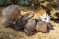 Natural New Smokey Quartz Crystal Specimens  x 6 From Mt. Mulanje, Malawi - TopRock