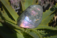 Polished Rare Purple Flash Labradorite Standing Free Forms x 4 From Tulear, Madagascar