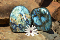 Polished Labradorite Standing Free Forms With Intense Blue & Gold Flash x 2 From Sakoany, Madagascar - TopRock