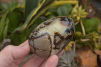 Polished Septaria Dragon's Eggs (Calcite & Aragonite) x 5 From Mahajanga, Madagascar - TopRock