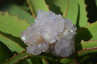 Natural Spirit Amethyst Quartz Clusters x 6 From Boekenhouthoek, South Africa