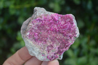 Natural Pink Salrose Cobaltion Dolomite Specimens  x 6 From Congo - Toprock Gemstones and Minerals 