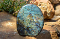 Polished Labradorite Standing Free Forms With Intense Blue & Gold Flash x 2 From Sakoany, Madagascar - TopRock