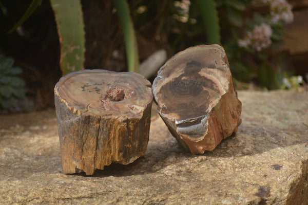 Polished Petrified Wood Branch Pieces x 2 From Gokwe, Zimbabwe