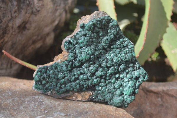 Natural Malachite Specimens x 2 From Congo