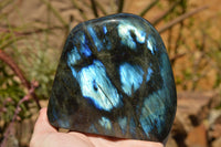 Polished Labradorite Standing Free Forms With Intense Blue & Gold Flash x 2 From Sakoany, Madagascar - TopRock