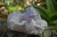 Natural Jacaranda Amethyst Clusters  x 3 From Mumbwa, Zambia - Toprock Gemstones and Minerals 