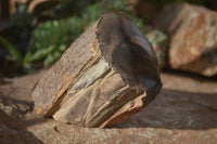 Polished Petrified Wood Branch Pieces x 2 From Gokwe, Zimbabwe