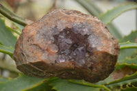 Natural Amethyst Crystal Centred Geodes  x 6 From Zululand, South Africa - TopRock