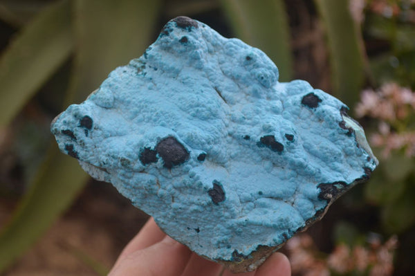 Natural Botryoidal Chrysocolla Specimens x 2 From Congo