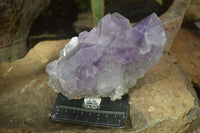 Natural Jacaranda Amethyst Clusters  x 3 From Mumbwa, Zambia - Toprock Gemstones and Minerals 