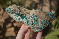 Natural Semi Crystalline Dioptase Specimens  x 2 From Grootfontein, Namibia