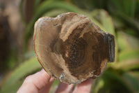 Polished Petrified Wood Branch Pieces x 2 From Gokwe, Zimbabwe