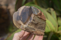 Polished Petrified Wood Branch Pieces x 2 From Gokwe, Zimbabwe