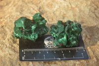 Natural Chatoyant Silky Malachite Specimens  x 12 From Congo