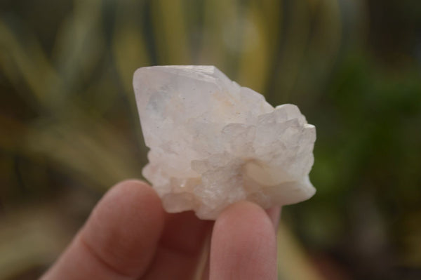 Natural White Cactus Flower Spirit Quartz Specimens x 70 From Boekenhouthoek, South Africa