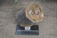 Polished Petrified Wood Branch Pieces x 2 From Gokwe, Zimbabwe