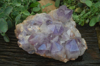 Natural Jacaranda Amethyst Cluster x 1 From Mumbwa, Zambia - TopRock