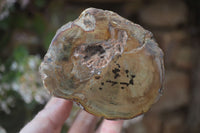 Polished Petrified Wood Branch Pieces x 2 From Gokwe, Zimbabwe