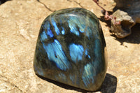 Polished Labradorite Standing Free Forms With Intense Blue & Gold Flash x 2 From Sakoany, Madagascar - TopRock