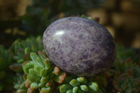 Polished Purple Lepidolite Palm Stones  x 12 From Zimbabwe