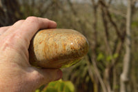 Polished New Oceanic Fossil Standing Free Forms  x 3 From Madagascar - TopRock