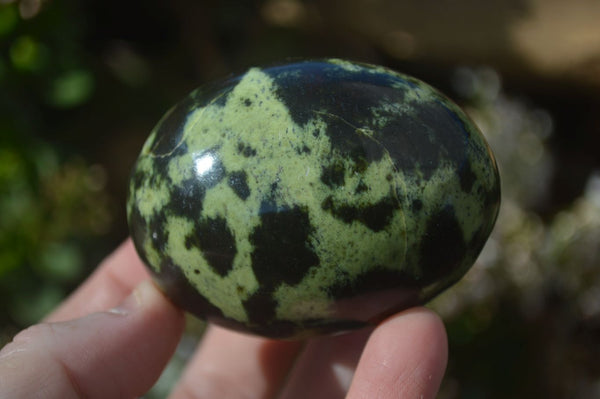 Polished Spotted Leopard Stone Free Forms  x 6 From Zimbabwe