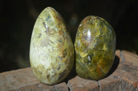 Polished Green Opal Standing Free Forms  x 6 From Madagascar - Toprock Gemstones and Minerals 