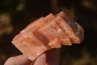 Natural New Sunset Orange Calcite Specimens  x 12 From Spitzkop, Namibia - Toprock Gemstones and Minerals 