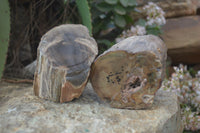 Polished Petrified Wood Branch Pieces x 2 From Gokwe, Zimbabwe