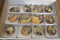 Polished Septaria Palm Stones x 12 From Mahajanga, Madagascar