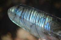 Polished Labradorite Standing Free Forms With Blue & Gold Flash  x 6 From Tulear, Madagascar - Toprock Gemstones and Minerals 