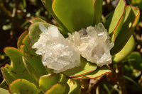 Natural Mixed Selection Of Small Quartz Clusters  x 24 From Madagascar - TopRock