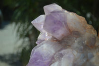 Natural Jacaranda Amethyst Cluster x 1 From Mumbwa, Zambia - TopRock