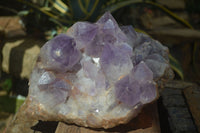 Natural Jacaranda Amethyst Cluster x 1 From Mumbwa, Zambia - TopRock