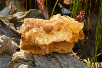 Natural Golden Limonite / Lemonite Quartz Clusters  x 4 From Solwezi, Zambia - TopRock