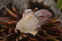 Natural Red Hematoid Quartz Specimens x 12 From Karoi, Zimbabwe - TopRock