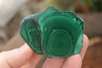 Polished Flower & Banded Malachite Slices  x 12 From Congo - Toprock Gemstones and Minerals 