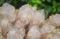 Natural Extra Large Cascading White Phantom Smokey Quartz Cluster x 1 From Luena, Congo