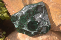 Polished Malachite Free Forms x 3 From Kolwezi, Congo