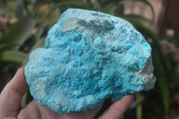 Natural Botryoidal Chrysocolla Specimens x 2 From Congo