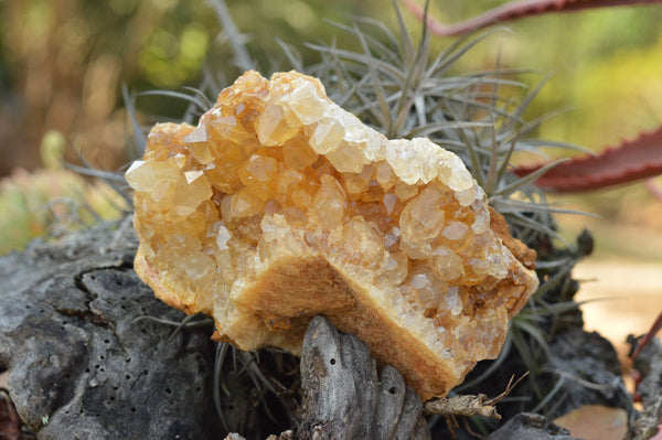 Natural Golden Limonite / Lemonite Quartz Clusters  x 4 From Solwezi, Zambia - TopRock